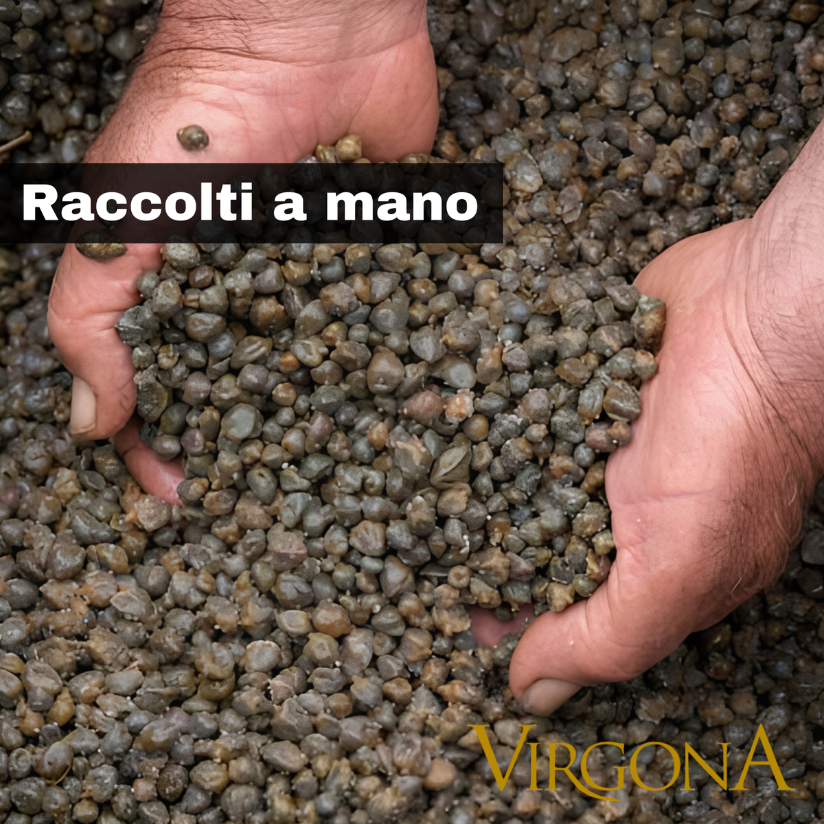 Capperi di Salina Virgona - Grandi Azienda Agricola Virgona