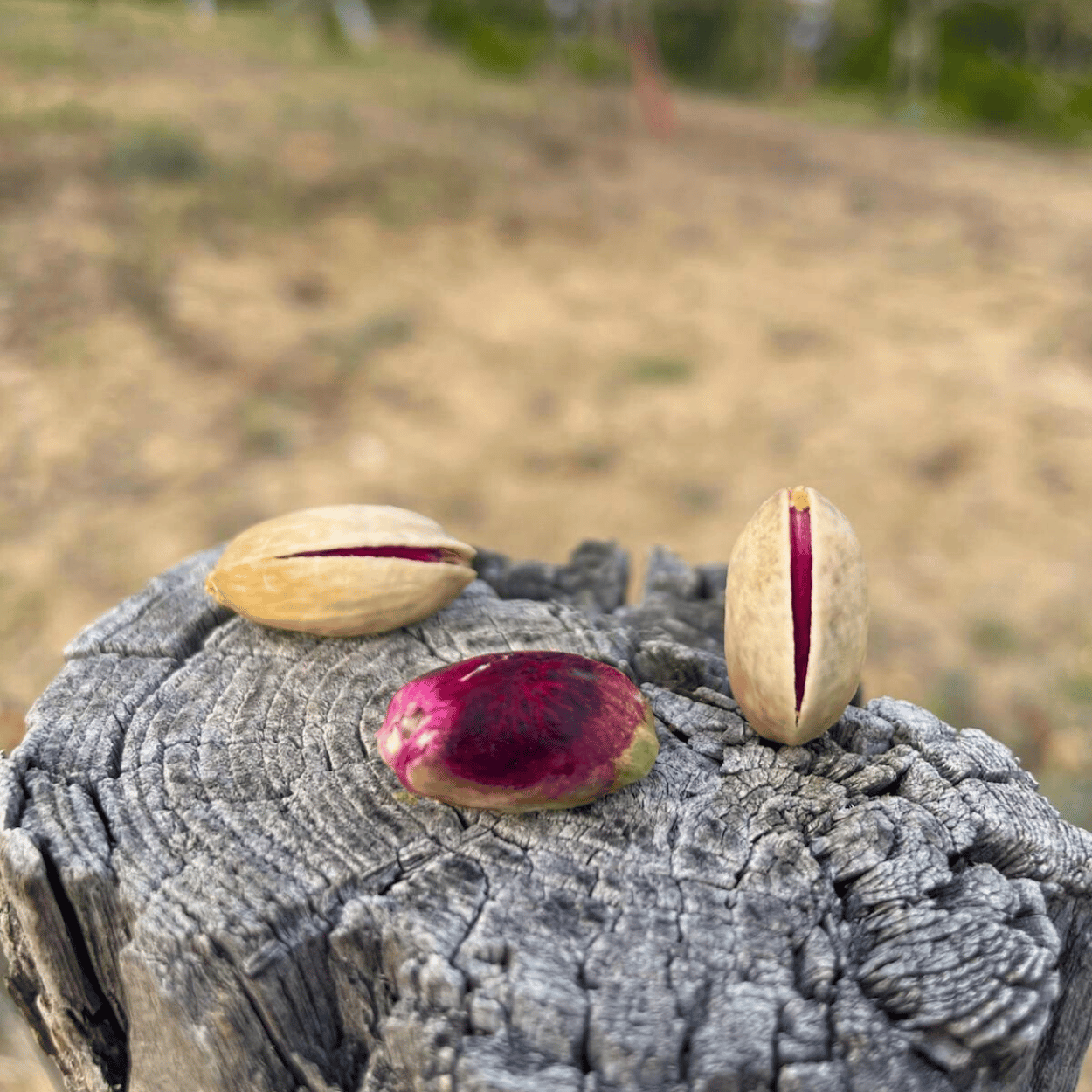 Crema di Pistacchio Cunzata