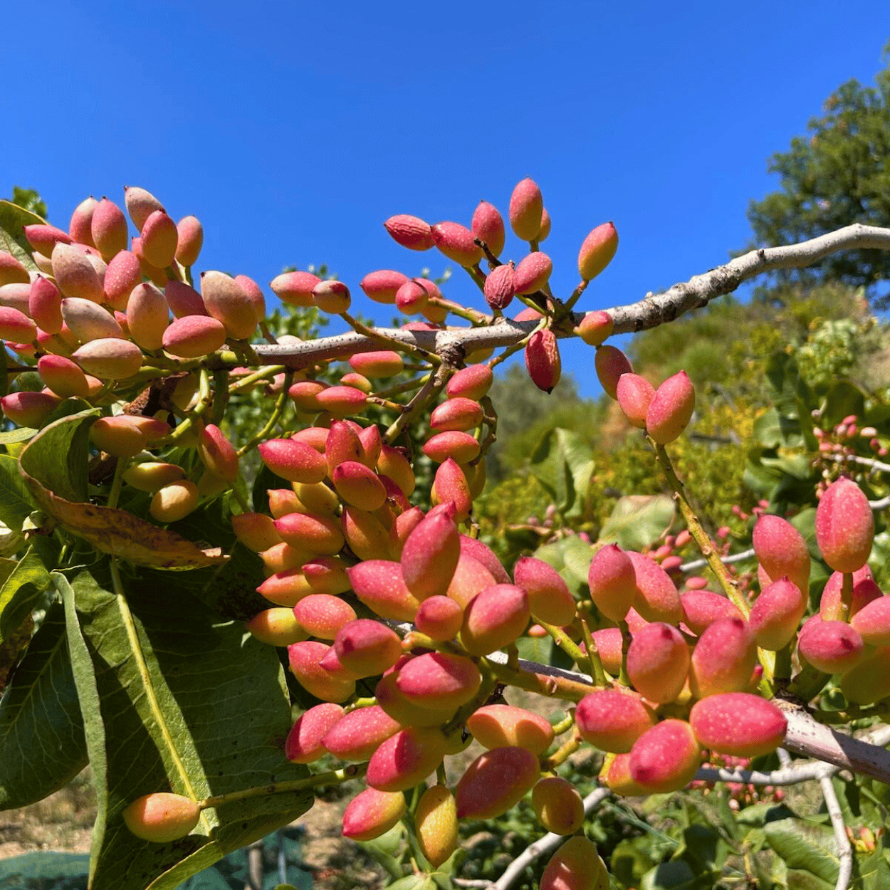 Crema di Pistacchio Cunzata