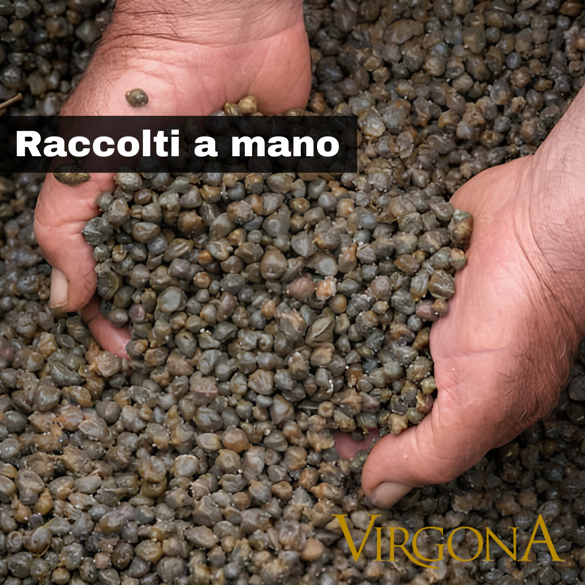 Capperi di Salina Virgona -Medi Azienda Agricola Virgona