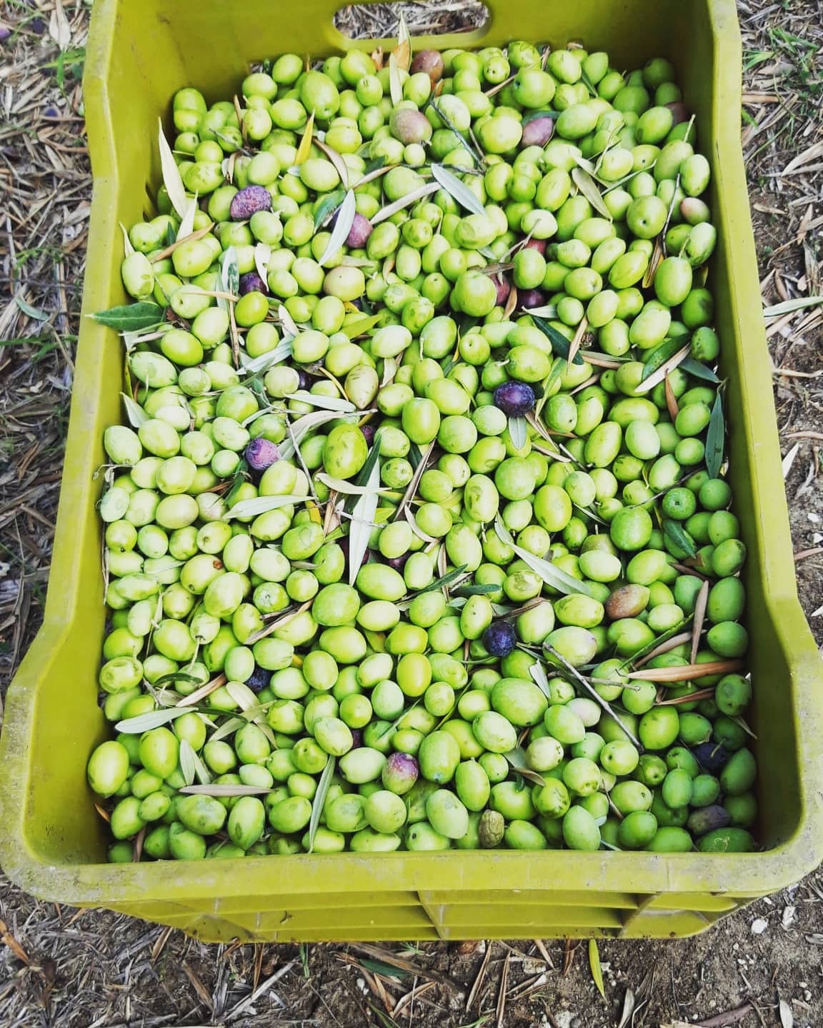 Olio Extravergine D'Oliva - Lo Sciotto Cunzata Sicilia