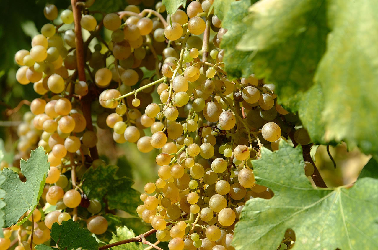 Malvasia delle Lipari D.O.C. Passito Cunzata